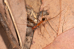 Leptomyrmex rufipes