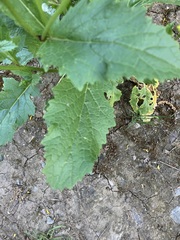 Rhamphospermum nigrum