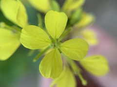 Rhamphospermum nigrum