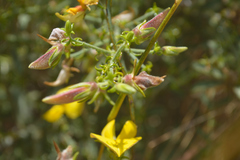 Crotalaria paniculata
