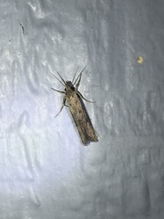 Acrolophus mortipennella