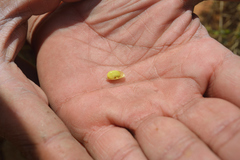 Crotalaria paniculata