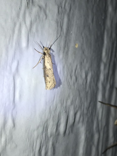 Long-horned Grass Tubeworm Moth photo 4