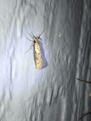 Acrolophus mortipennella