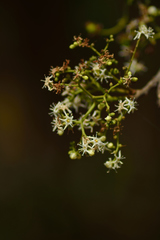 Ehretia laevis