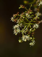 Ehretia laevis