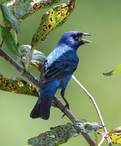Indigo Bunting