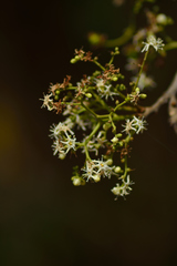 Ehretia laevis