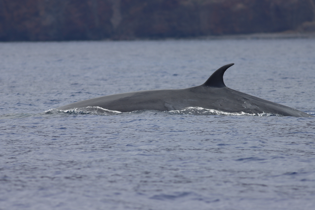 Bryde's whale surfacing near a coastline