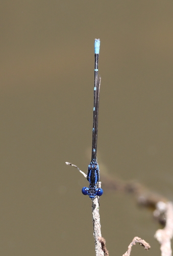 Blue-ringed Dancer