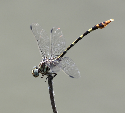 Four-striped Leaftail