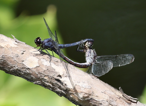 Slaty Skimmer