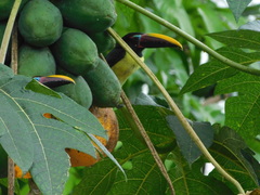 Pteroglossus viridis