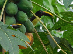 Pteroglossus viridis