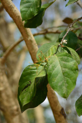 Ehretia laevis