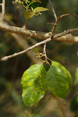 Ehretia laevis
