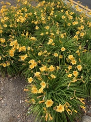 Hemerocallis