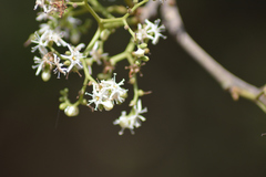 Ehretia laevis