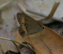 Hypocysta irius