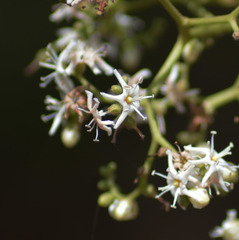 Ehretia laevis