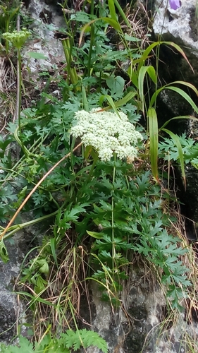 Moon Carrot