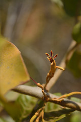 Scurrula parasitica