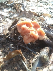 Gyromitra fastigiata