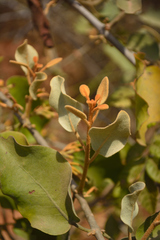 Scurrula parasitica