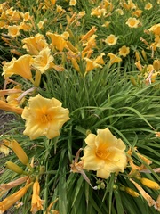 Hemerocallis