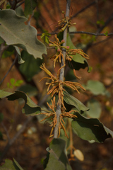 Scurrula parasitica