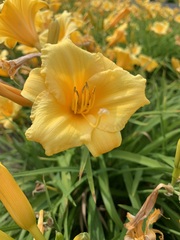 Hemerocallis