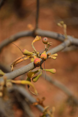 Scurrula parasitica