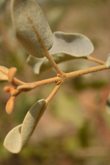 Scurrula parasitica