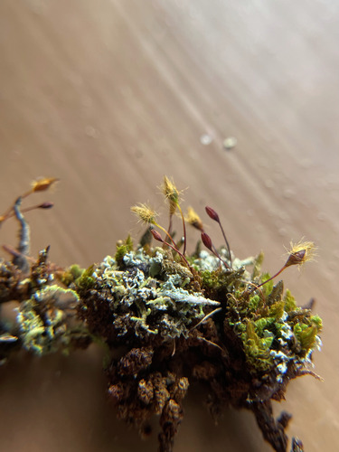 Macromitrium piliferum observed 2026-07-23