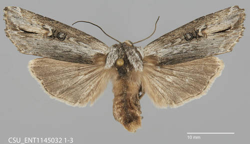 Xylena brucei