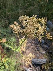 Laserpitium halleri