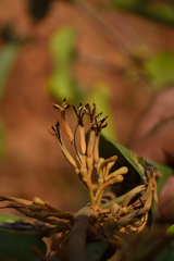 Scurrula parasitica