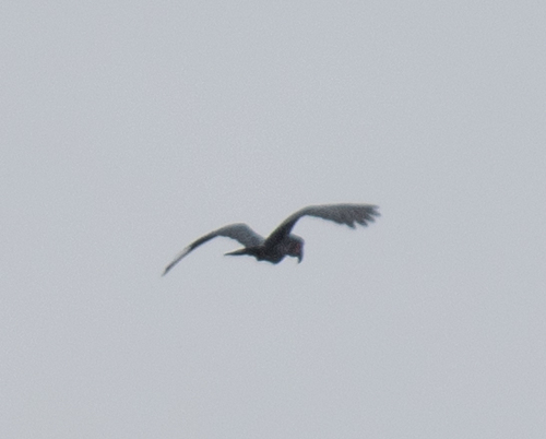 Palm Cockatoo (Probosciger aterrimus), photo 7
