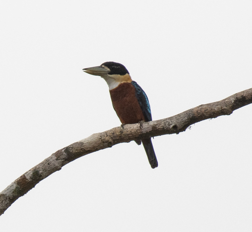 Rufous-bellied Kookaburra (Dacelo gaudichaud)