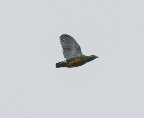 Orange-bellied Fruit Dove (Ptilinopus iozonus), photo 8