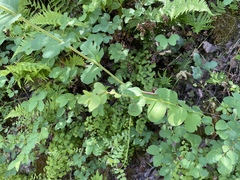 Phyllocoptes triacis