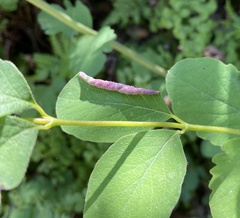 Phyllocoptes triacis