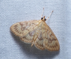 Crocidophora serratissimalis