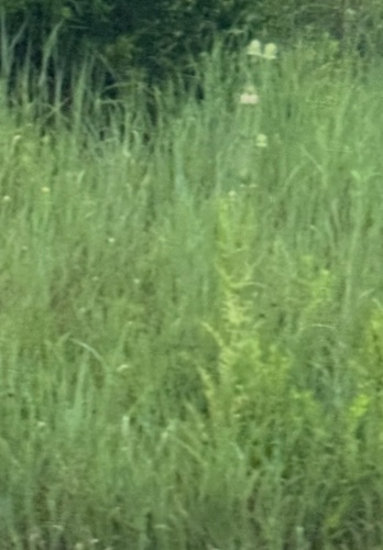 cutleaf teasel