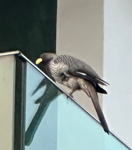 Western Plantain-eater