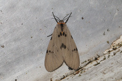 Amsactoides solitaria