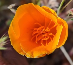 Eschscholzia californica californica
