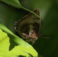 Arhopala micale amytis