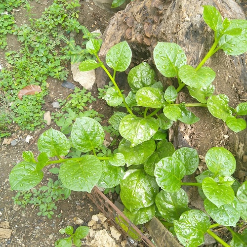 Basella alba