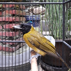 Pachycephala nudigula